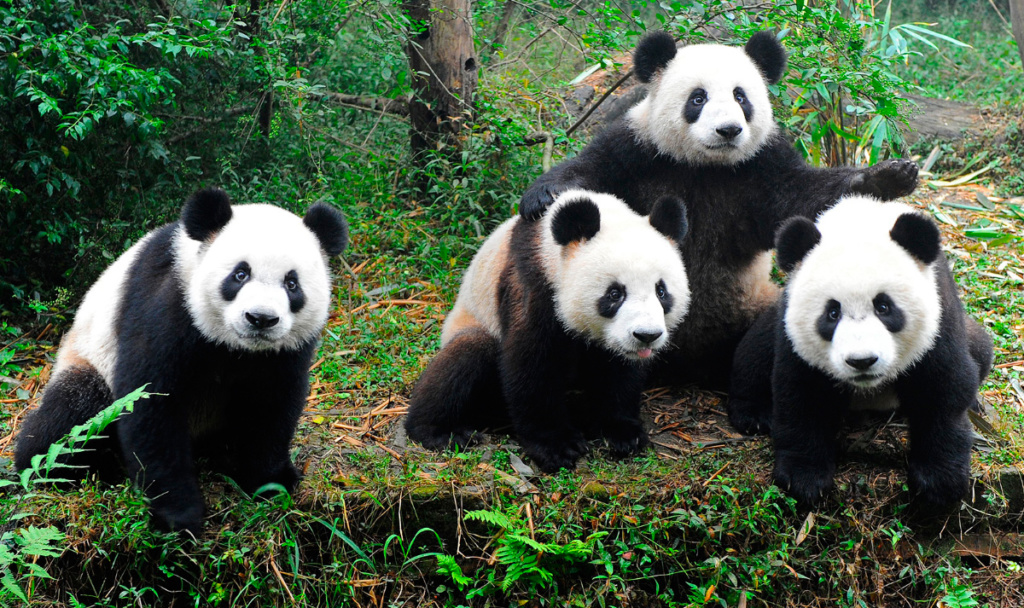 animales google panda